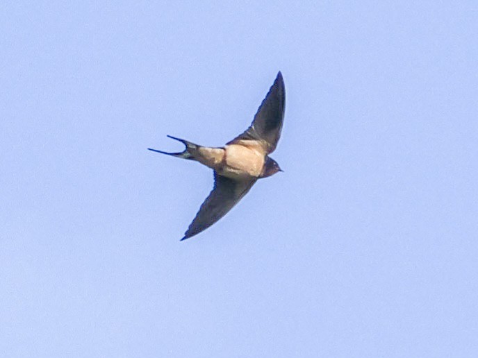 Barn Swallow (American) - ML618909884