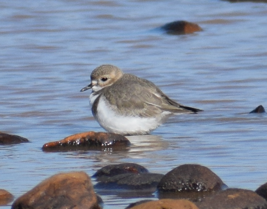 Two-banded Plover - Felipe Undurraga