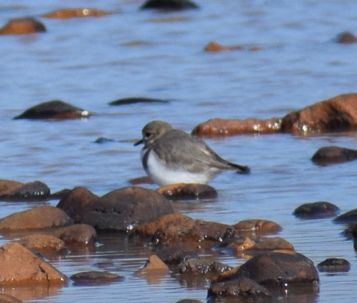 Two-banded Plover - Felipe Undurraga