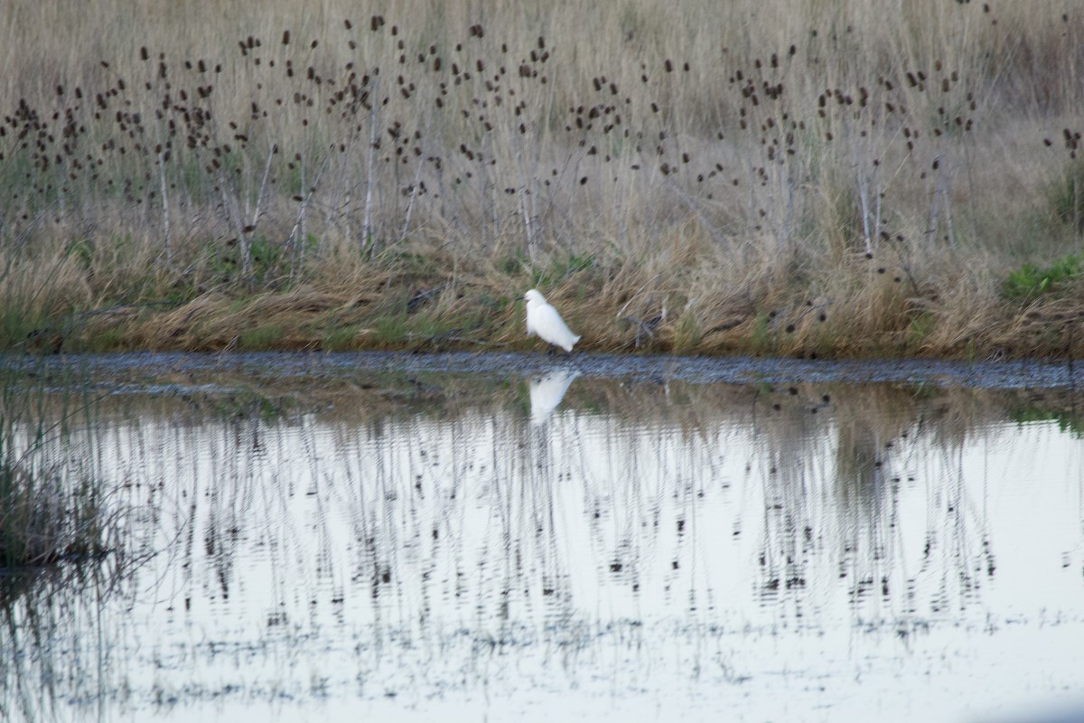 Snowy Egret - A Branch