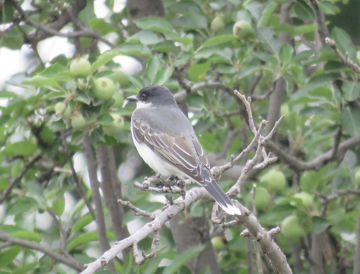 Eastern Kingbird - ML618909904