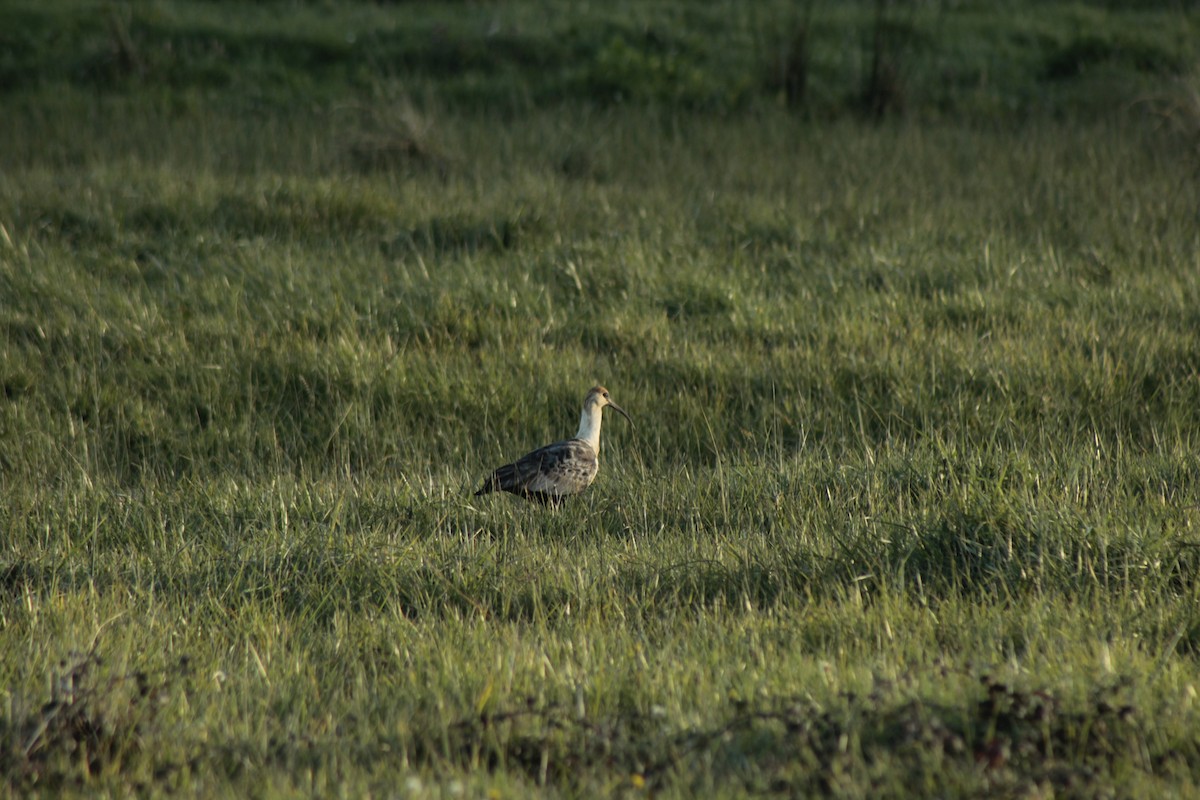 Black-faced Ibis - Felipe Vidal Cid