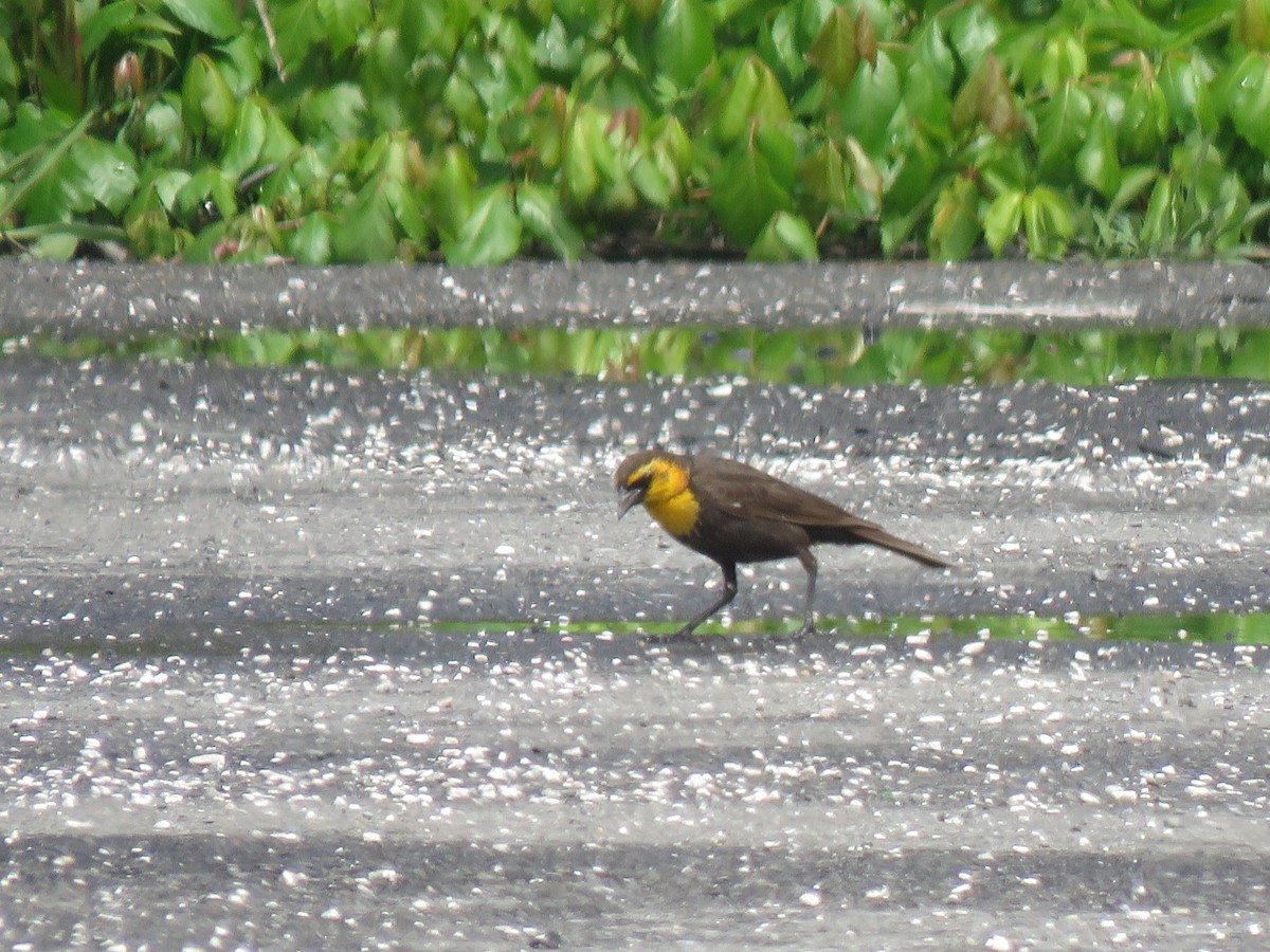 Yellow-headed Blackbird - ML618909925