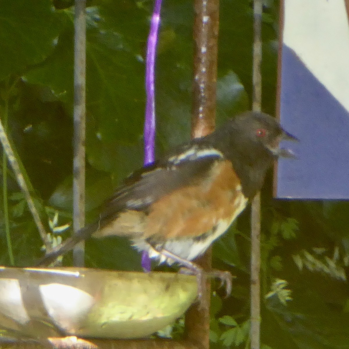 Spotted Towhee (oregonus Group) - ML618909937