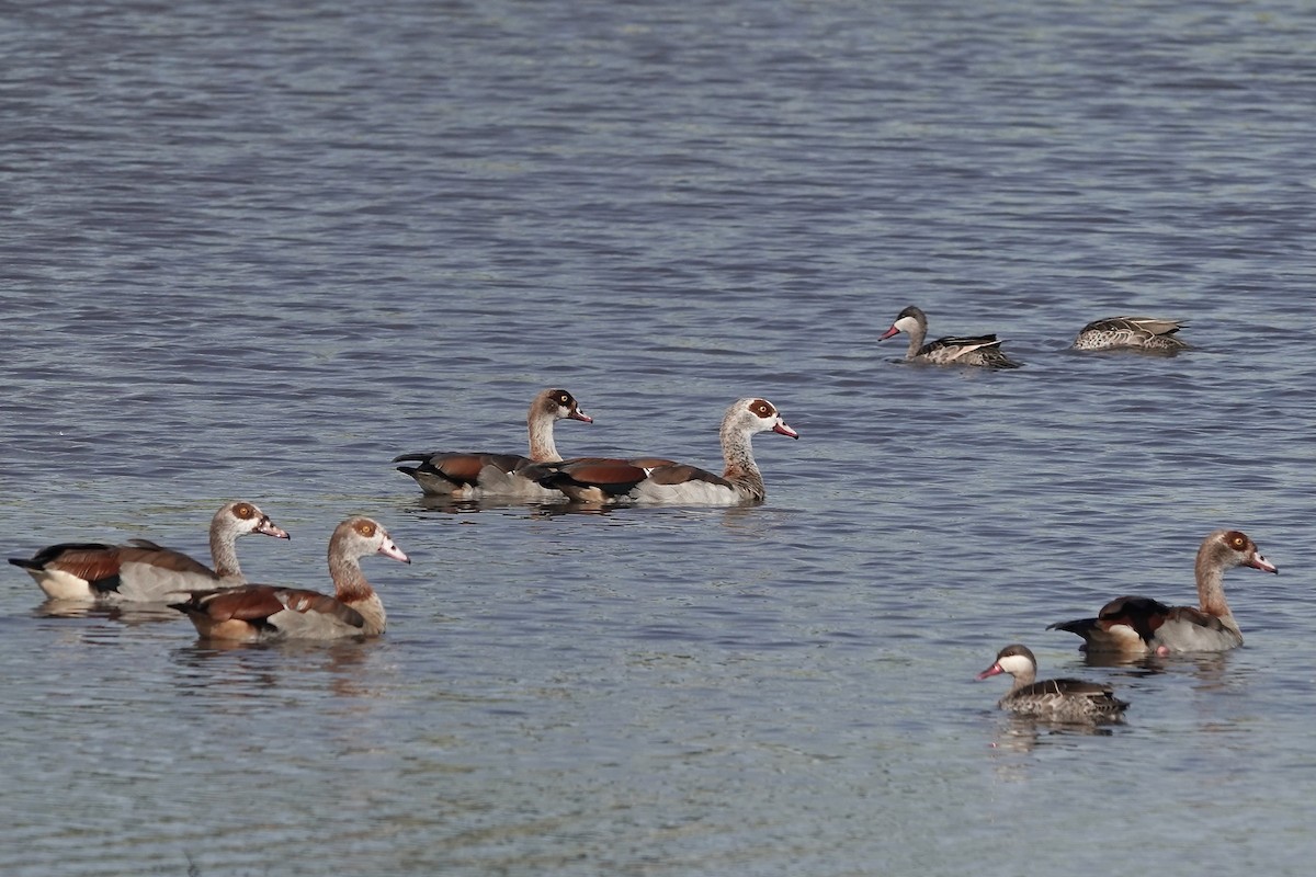 Egyptian Goose - Nancy Baron