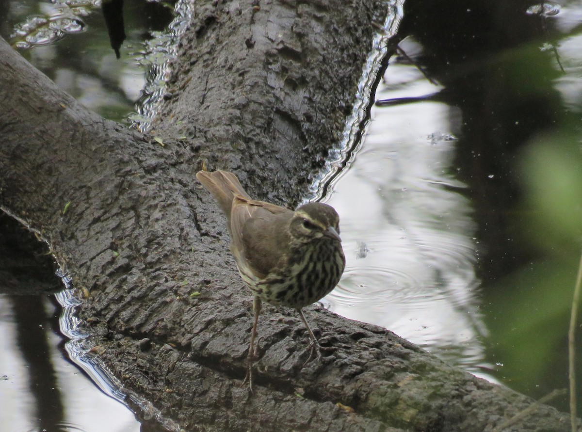 Northern Waterthrush - ML618909978