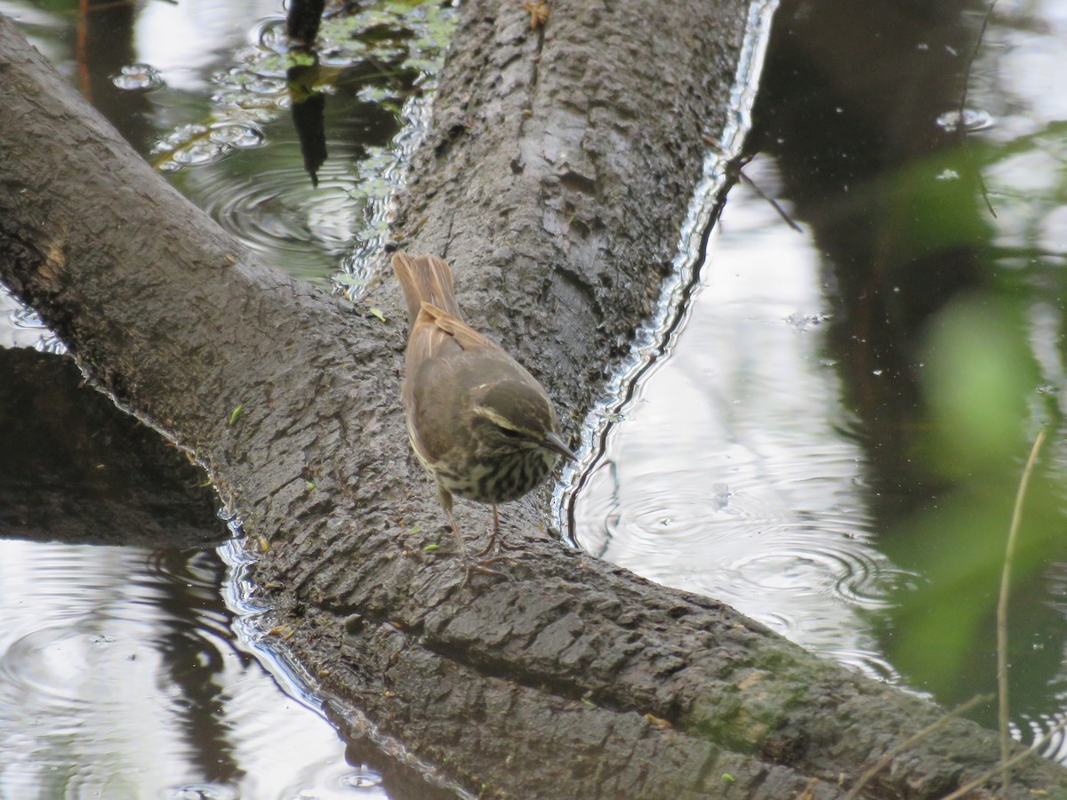 Northern Waterthrush - ML618909980