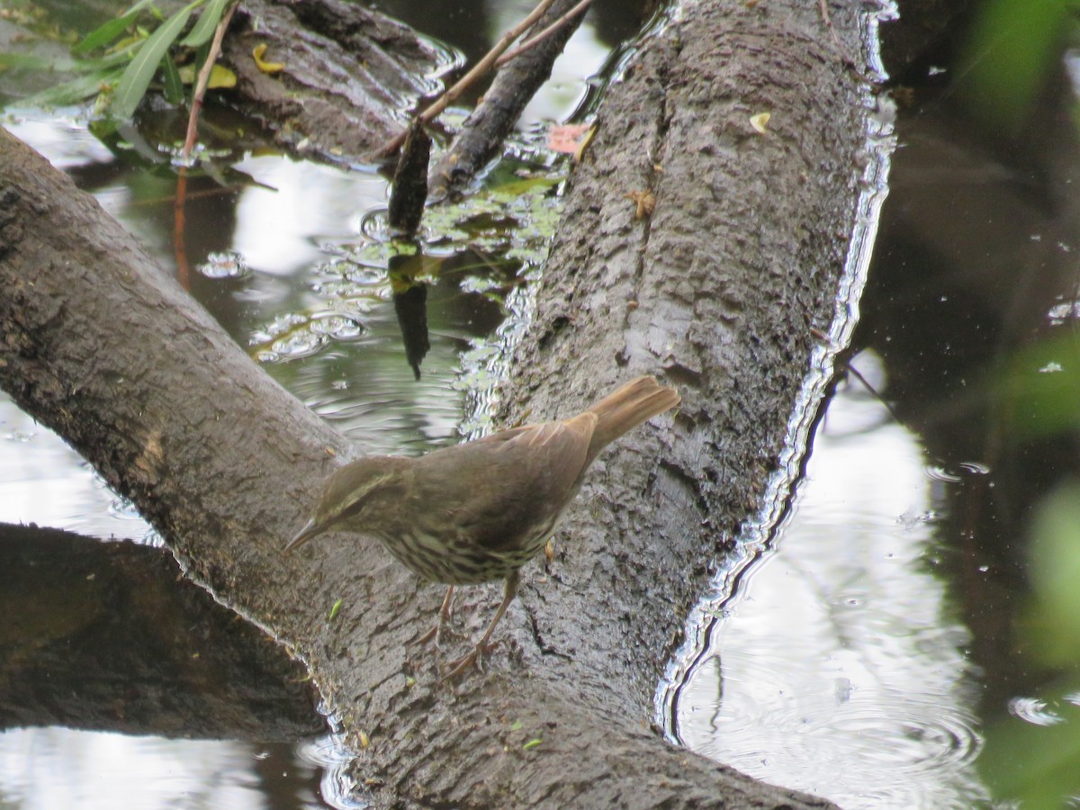 Northern Waterthrush - ML618909981