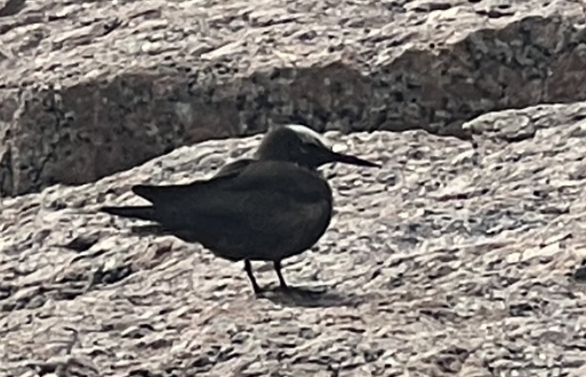 Black Noddy - ML618909990