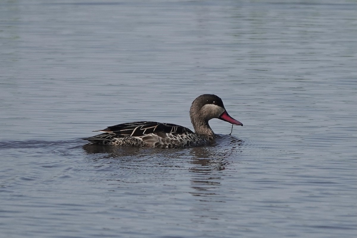 Canard à bec rouge - ML618909995