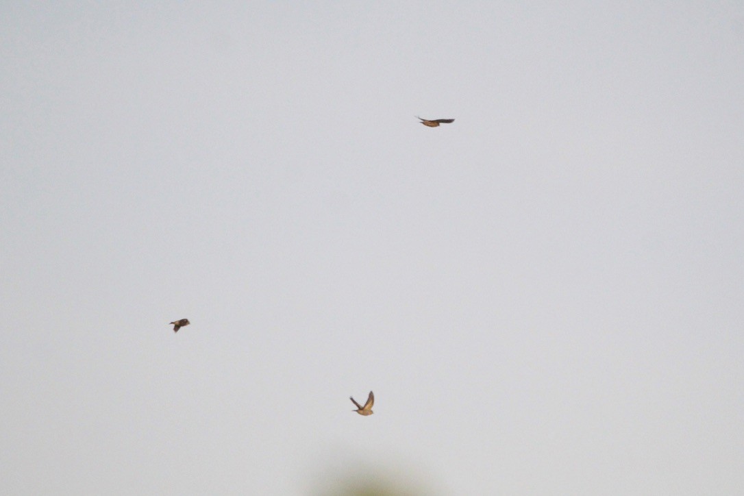 Pine Siskin - Logan Anderson