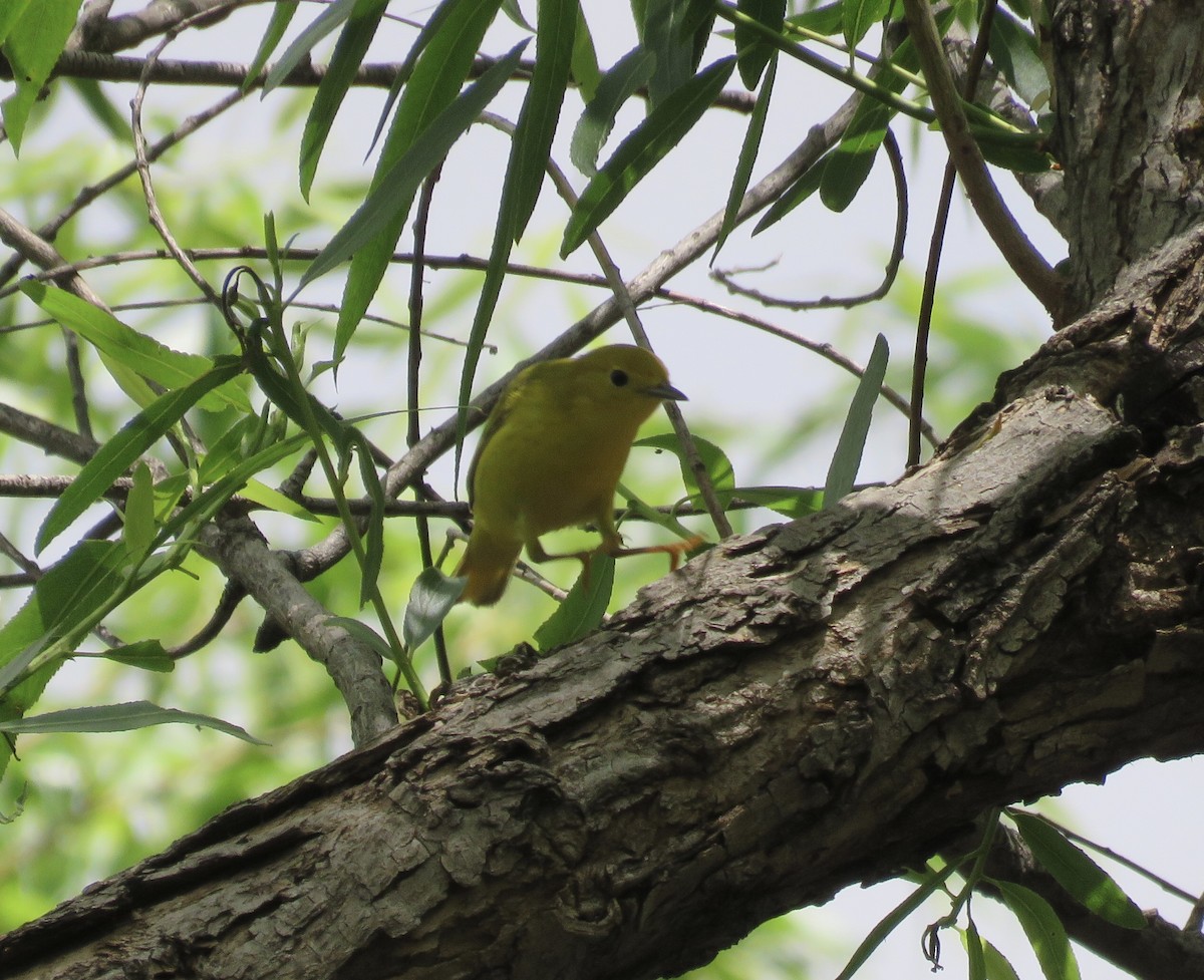 Yellow Warbler - ML618910006