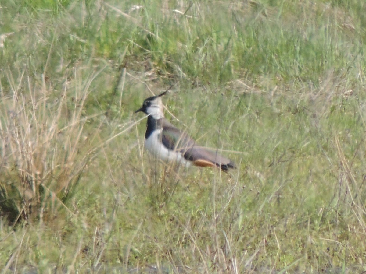 Northern Lapwing - ML618910026