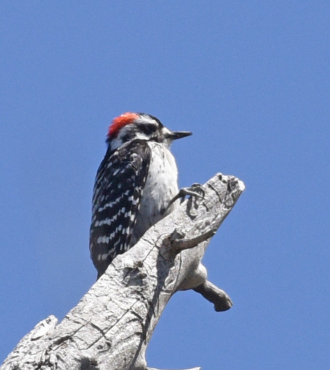 Downy x Ladder-backed Woodpecker (hybrid) - ML618910035