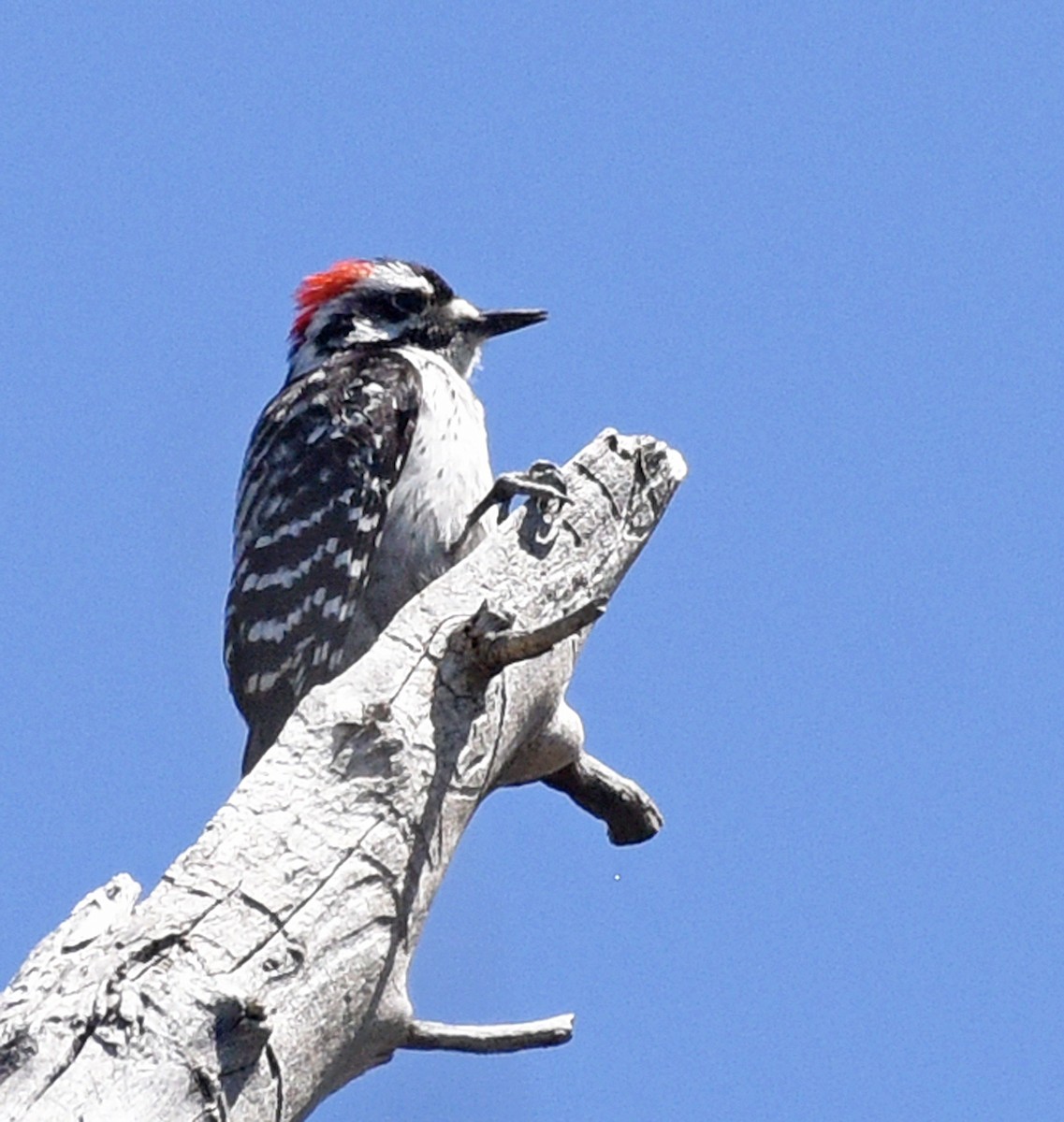 Downy x Ladder-backed Woodpecker (hybrid) - ML618910041