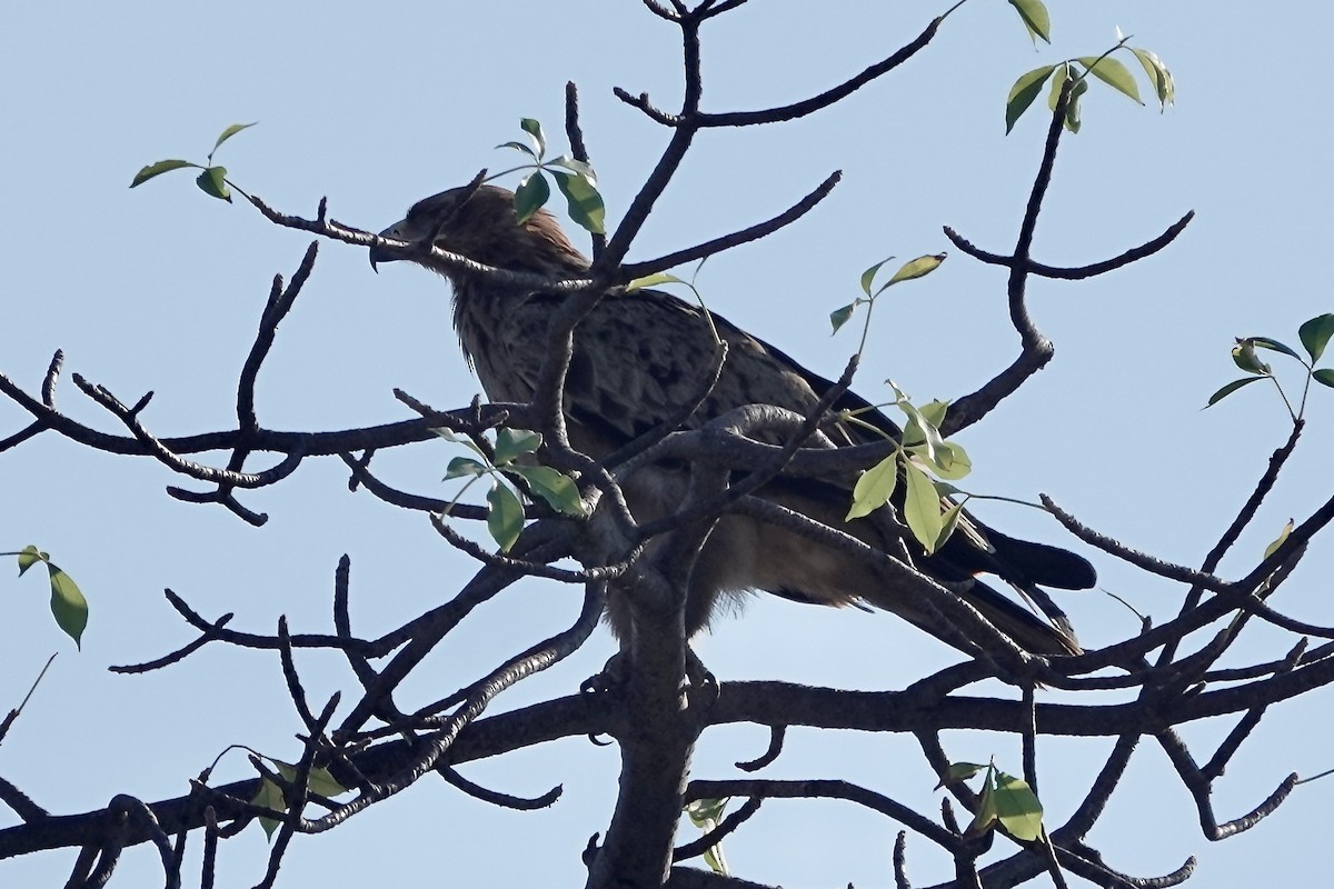 Tawny Eagle - Nancy Baron