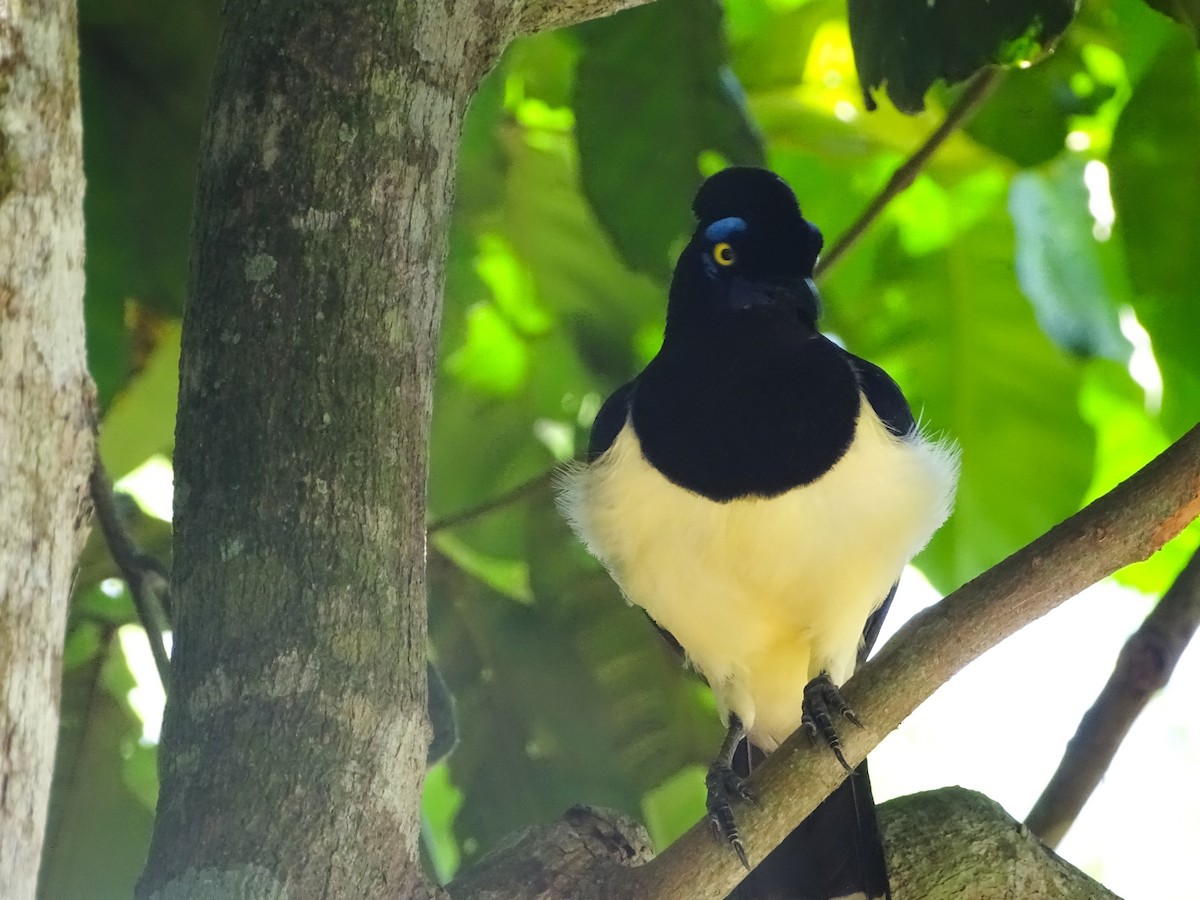 Plush-crested Jay - Rebel Warren and David Parsons
