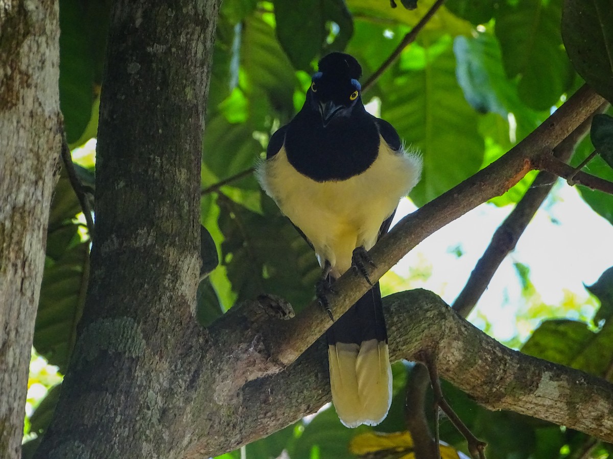 Plush-crested Jay - Rebel Warren and David Parsons