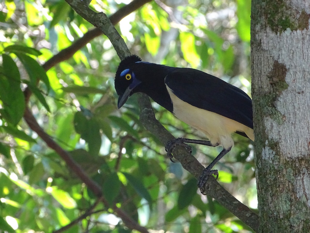 Plush-crested Jay - Rebel Warren and David Parsons