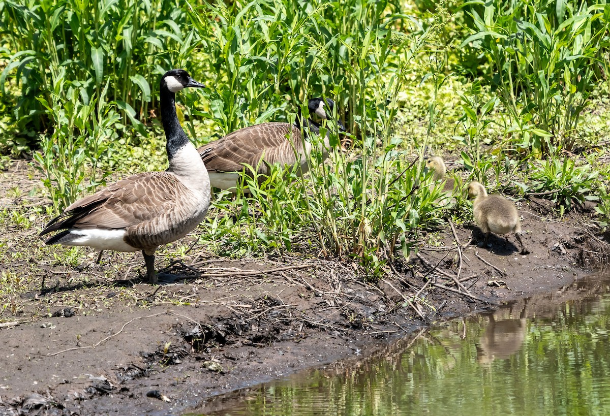 Canada Goose - ML618910054