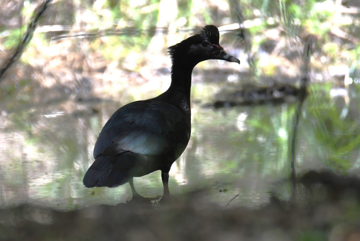 Muscovy Duck - Colin Dillingham