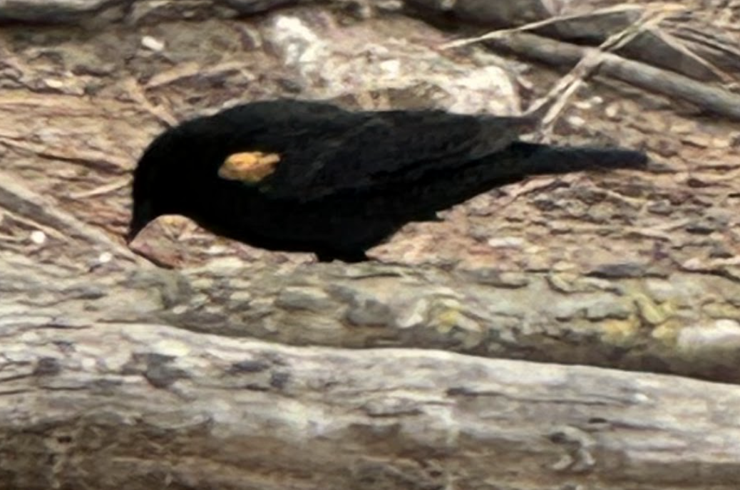 Red-winged Blackbird - Travis  Smith