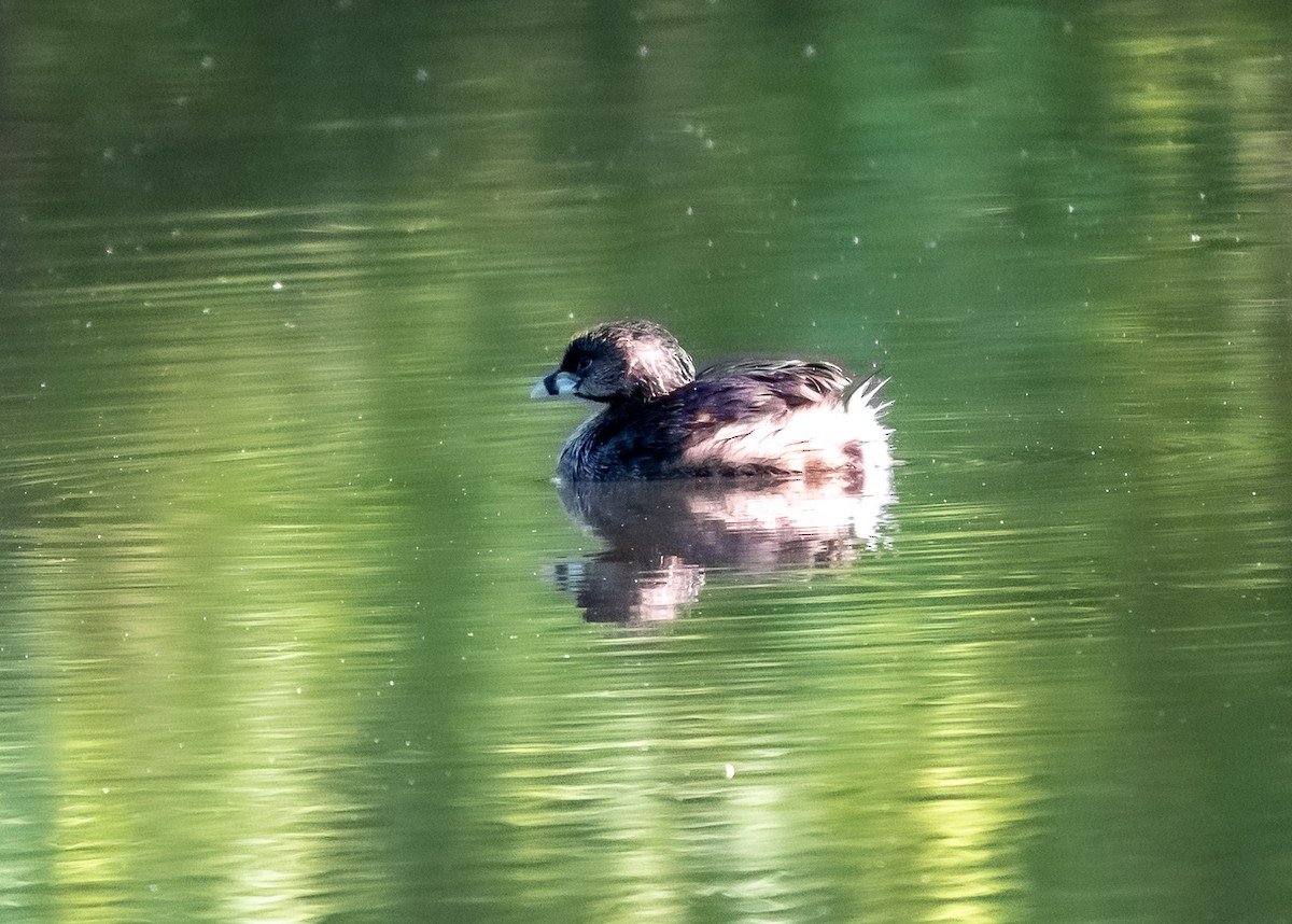 Pied-billed Grebe - ML618910086