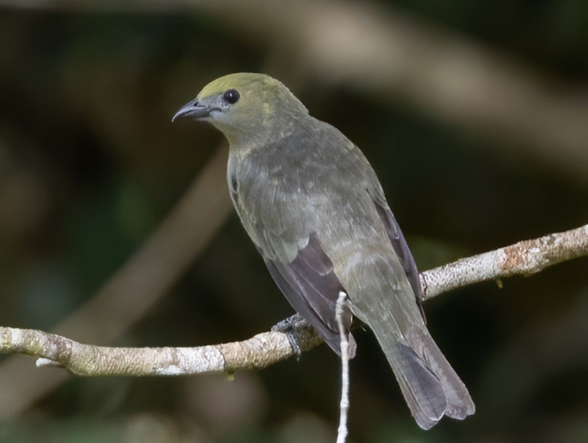 Palm Tanager - Tracy Kaminer