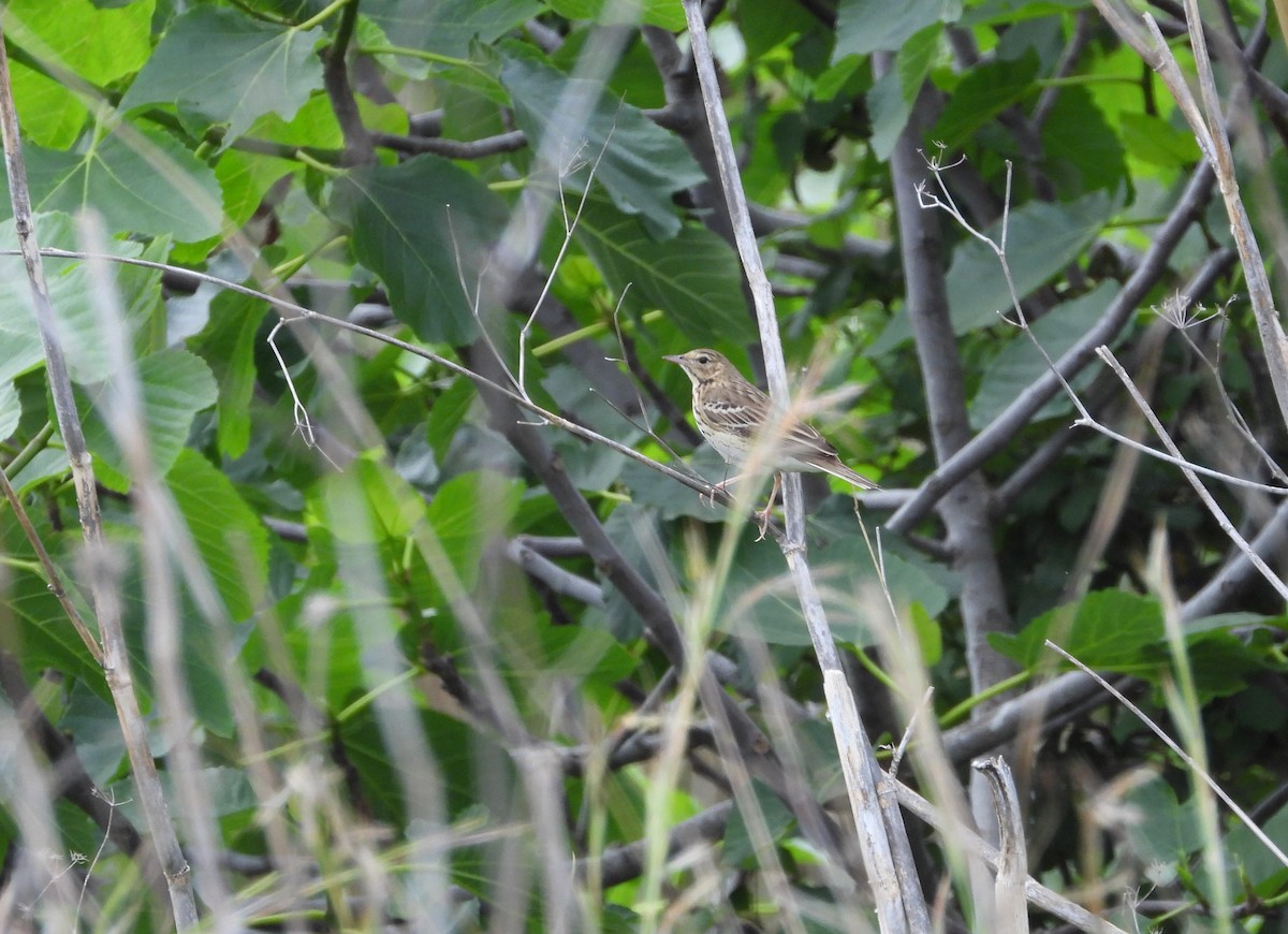 Tree Pipit - Francesco Barberini