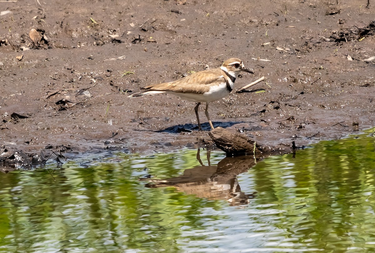 Killdeer - Krzysztof Wlodaraki