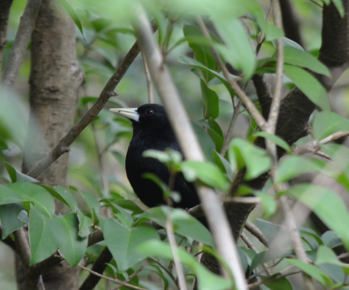 Solitary Black Cacique - Iván Eroles