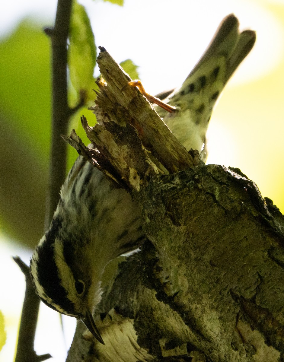 Black-and-white Warbler - ML618910145