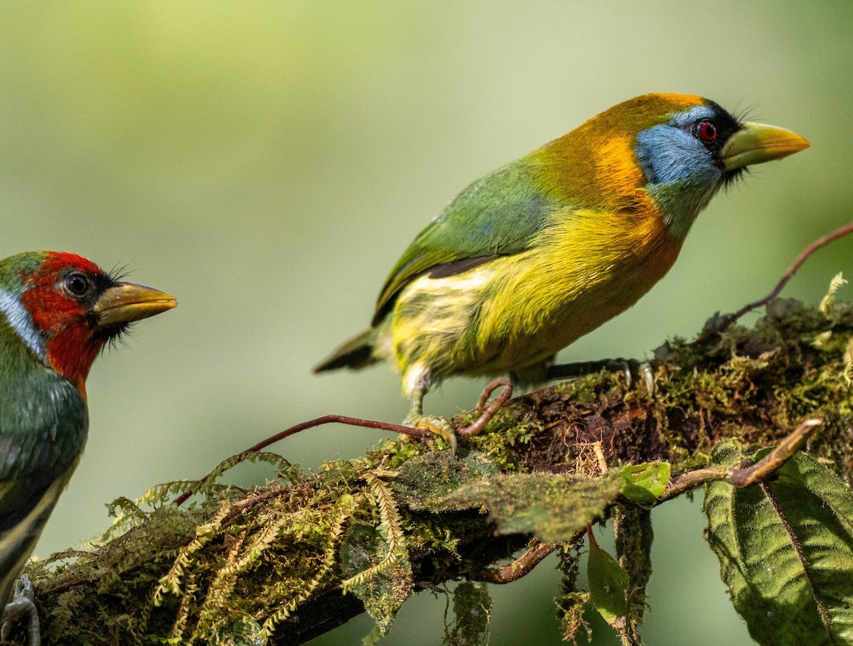 Red-headed Barbet - Richard Thunen