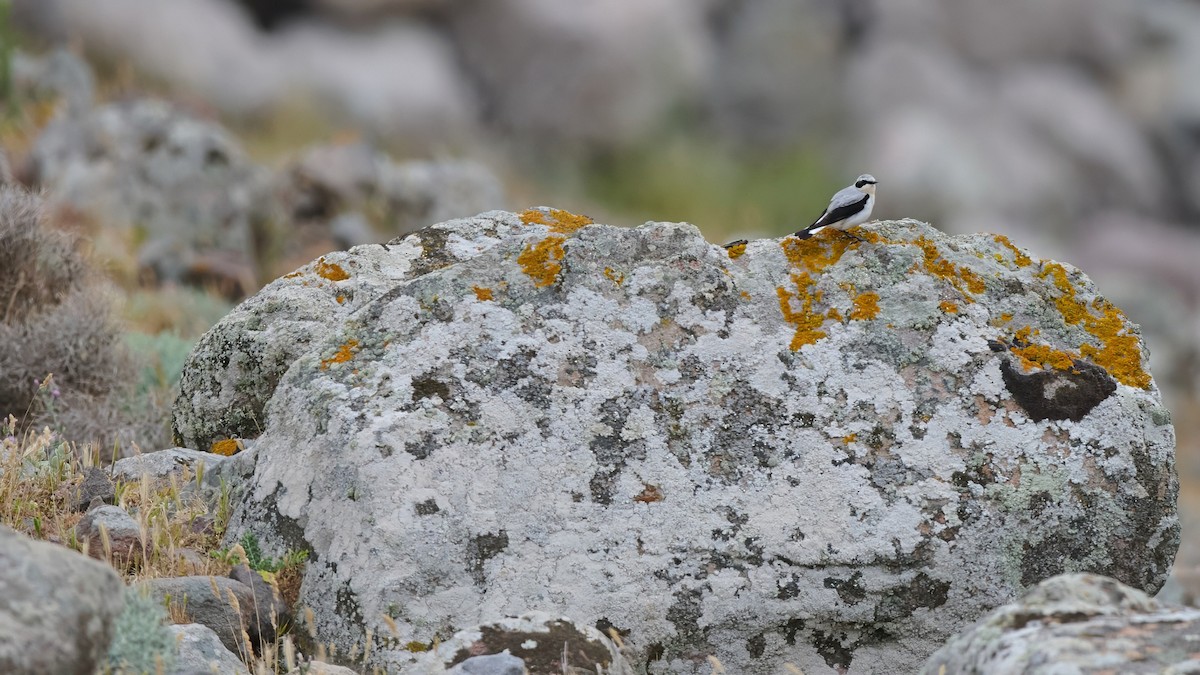 Northern Wheatear - Kraig Cawley