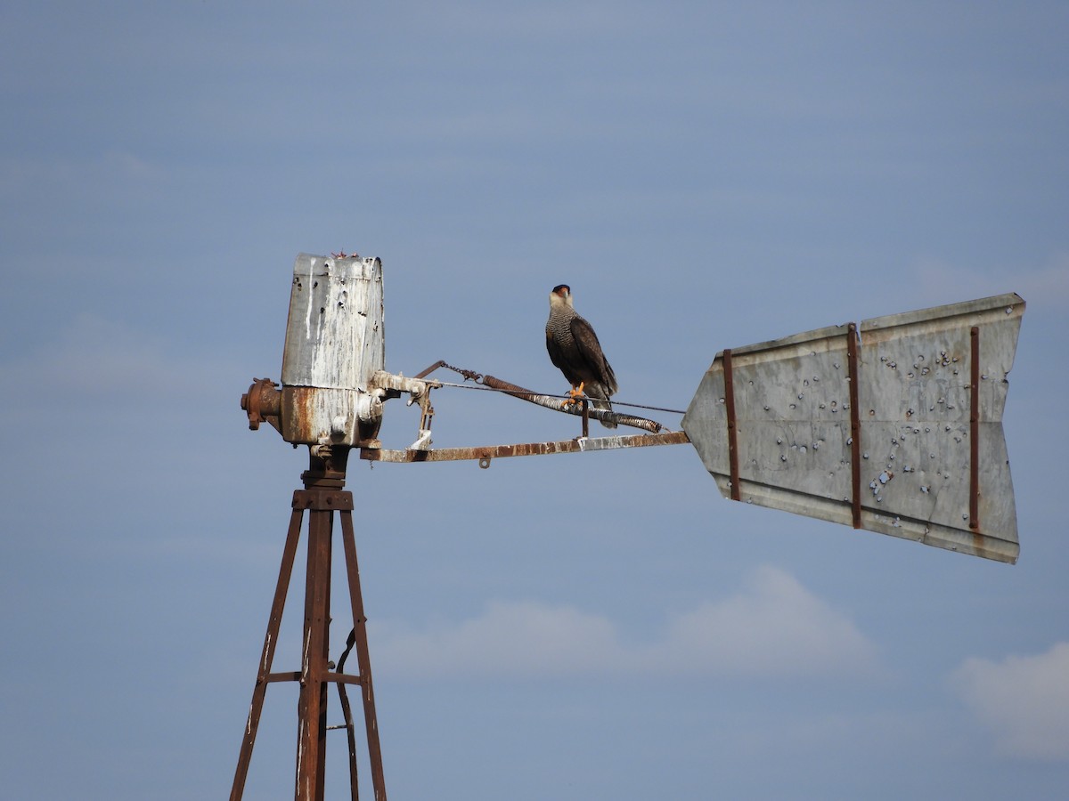 Crested Caracara - ML618910162