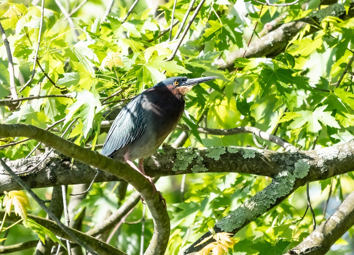 Green Heron - Krzysztof Wlodaraki