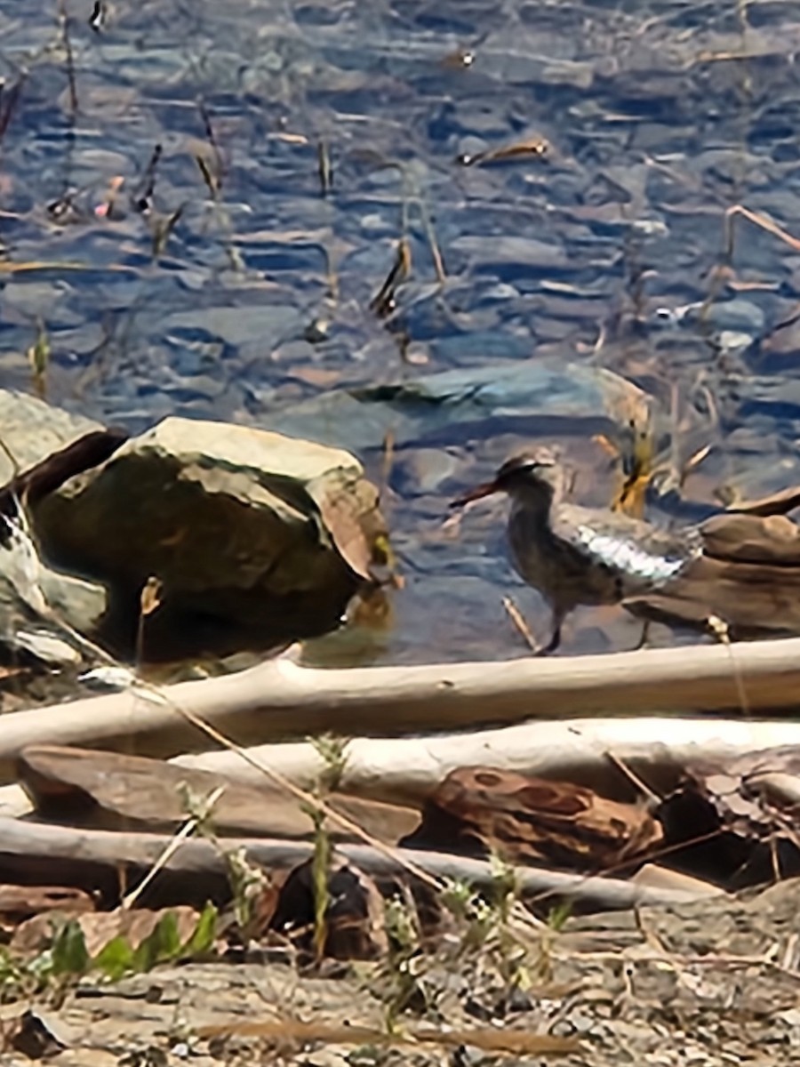 Spotted Sandpiper - Karen McClure