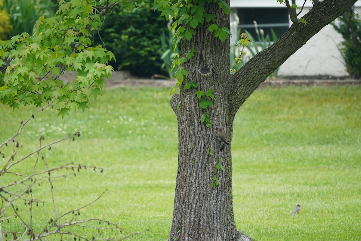 Northern Flicker (Yellow-shafted) - Braydon Leary