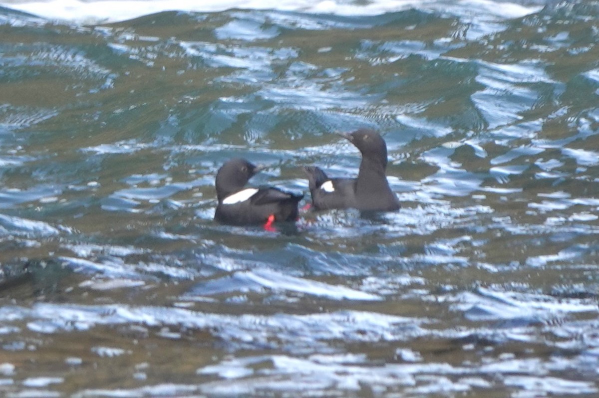 Pigeon Guillemot - BettySue Dunn