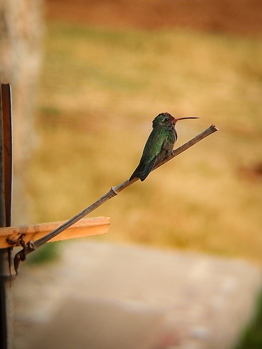 Broad-billed Hummingbird - Jorge Guerra