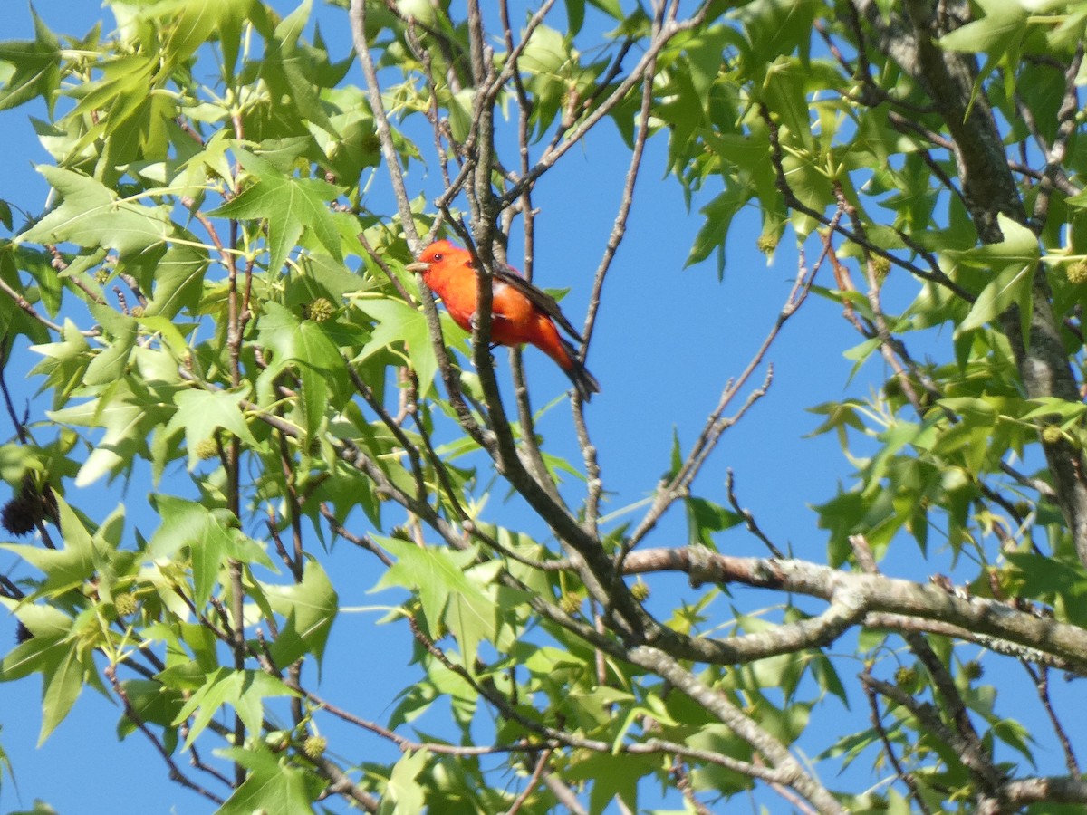 Scarlet Tanager - Elliot Dziedzic