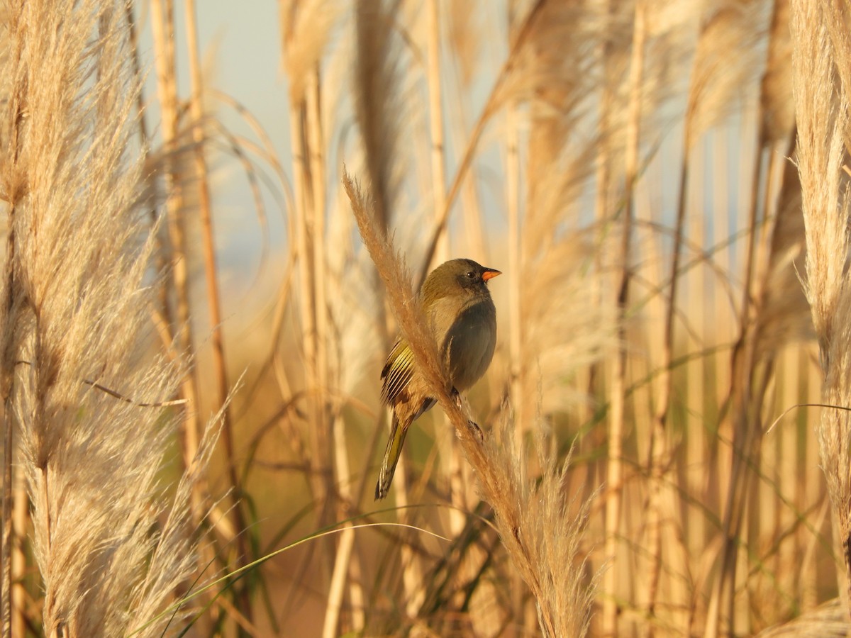 Great Pampa-Finch - ML618910207