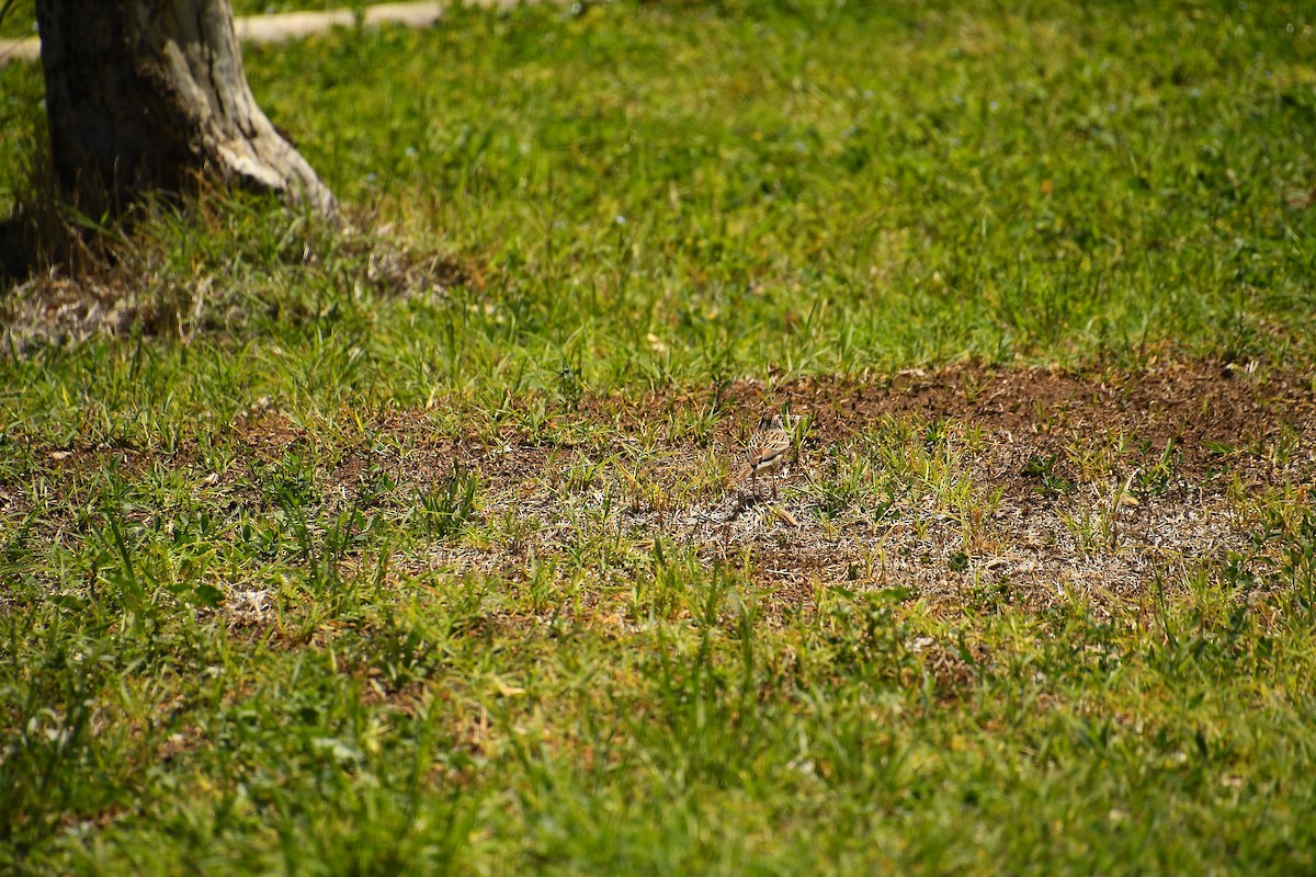 Chipping Sparrow - ML618910214