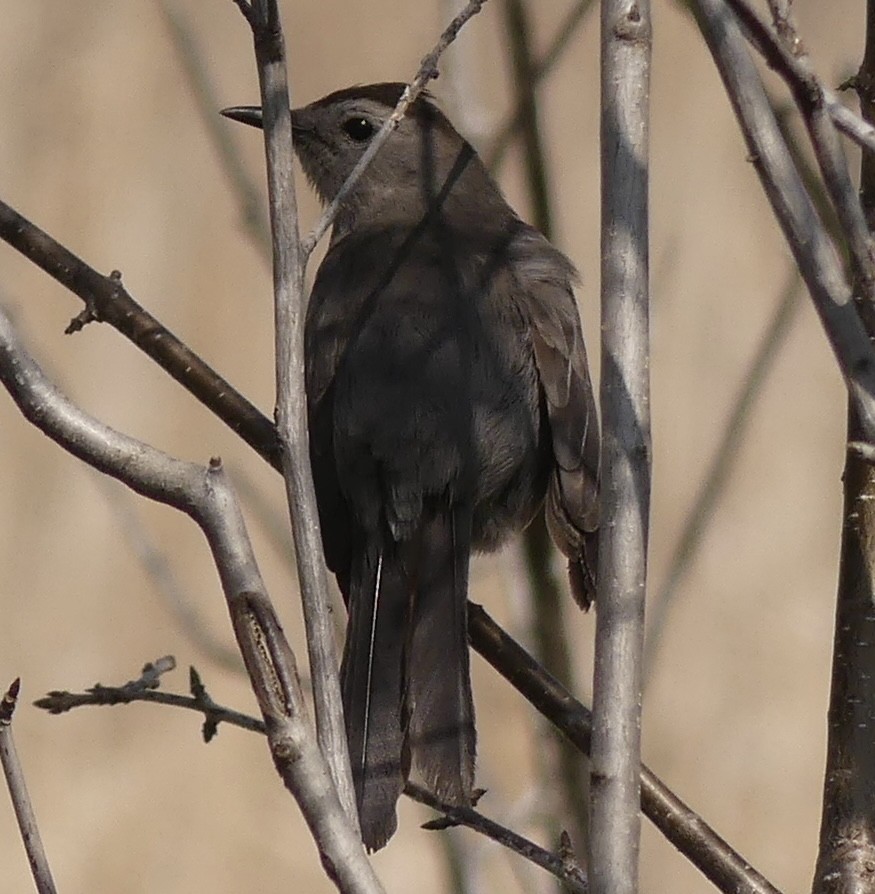 Gray Catbird - ML618910232