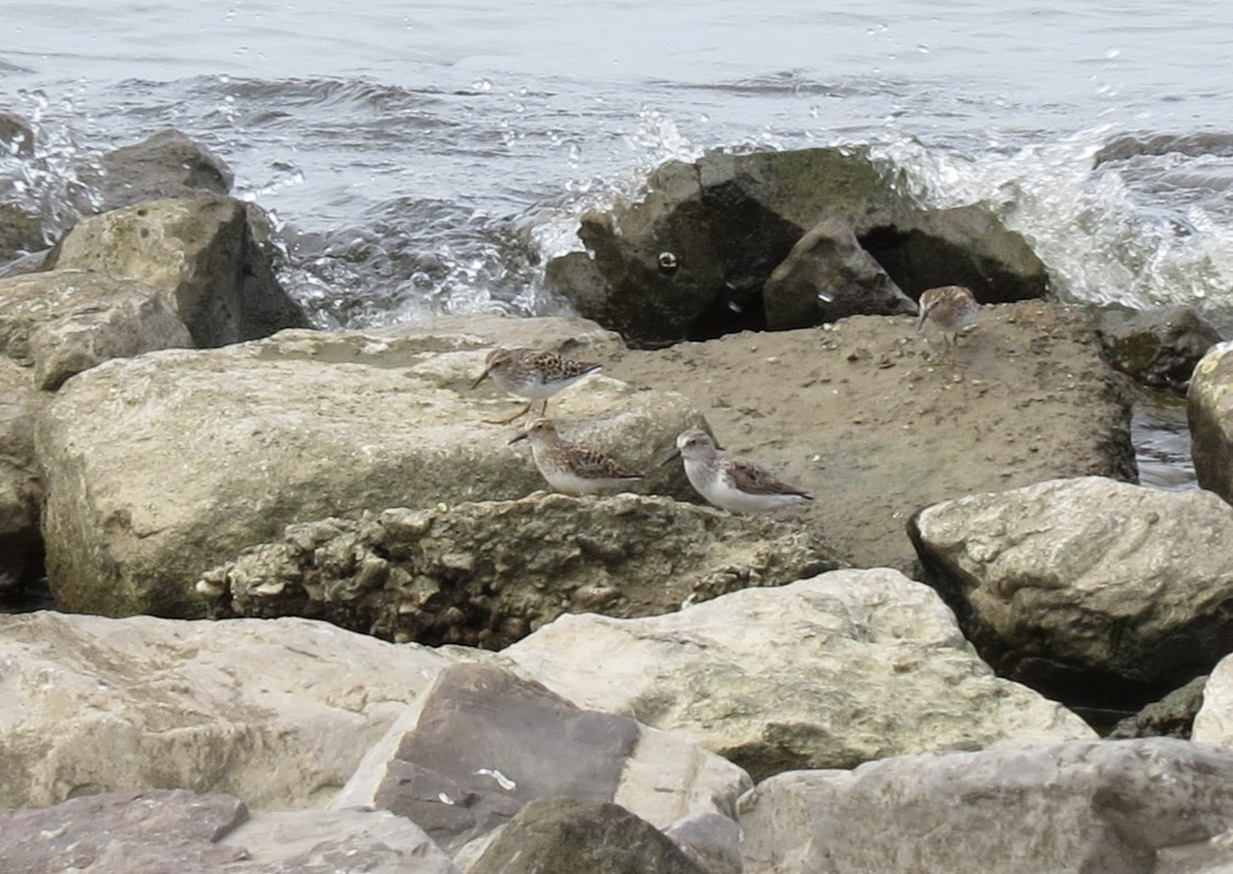 Least Sandpiper - Pamela Morgan