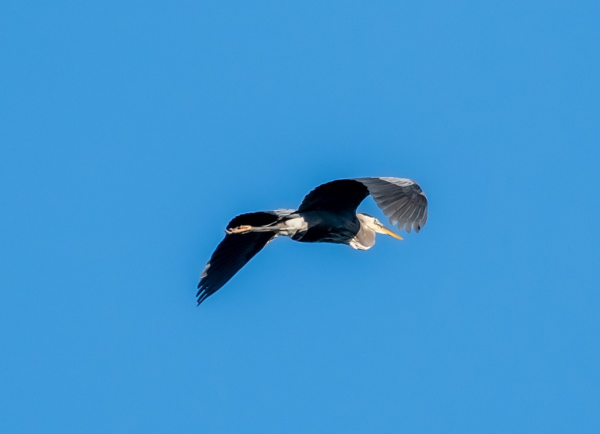 Great Blue Heron - Krzysztof Wlodaraki