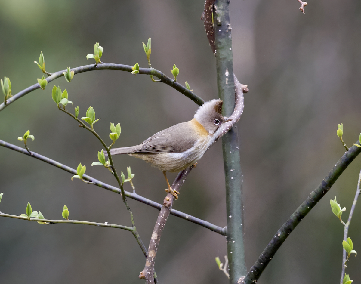 Whiskered Yuhina - Joseph Tobias