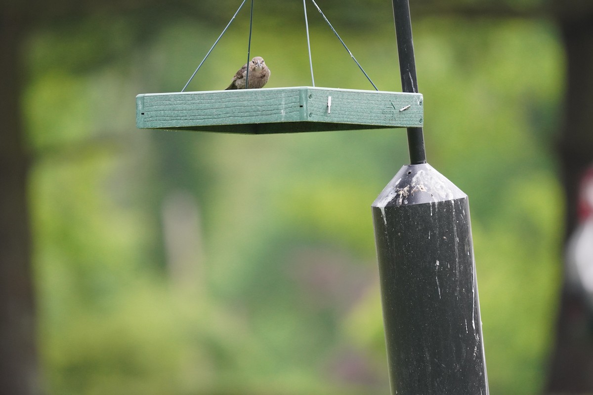 Brown-headed Cowbird - Braydon Leary