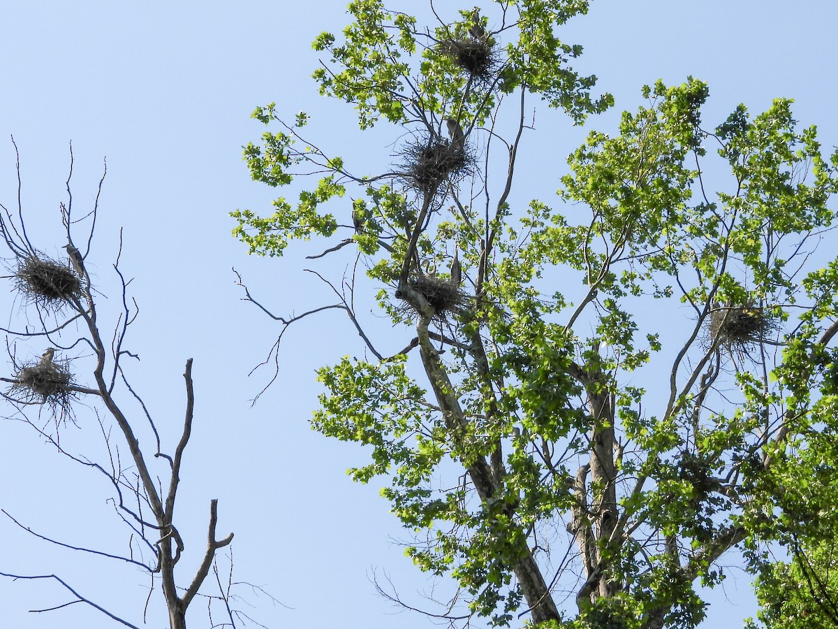 Great Blue Heron - Anonymous