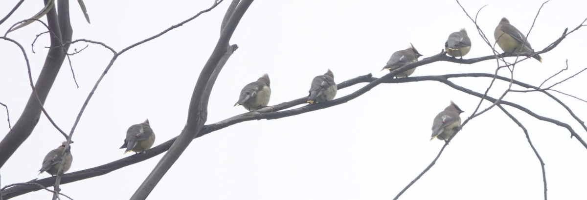 Cedar Waxwing - Brad Rumble